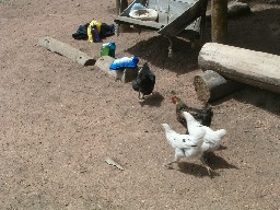 Chickens at Crooked Creek